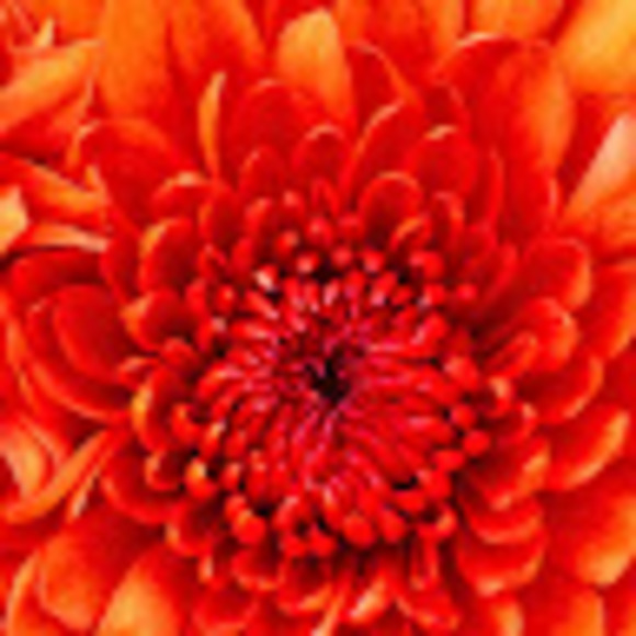 Meet your Posher, Pretty - Picture 1 of 1